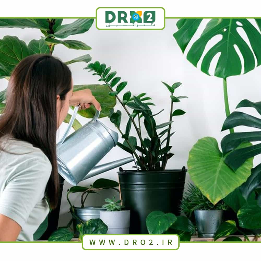 بهترین روش آبیاری گل و گیاه آپارتمانی_دکتر اکسیژن