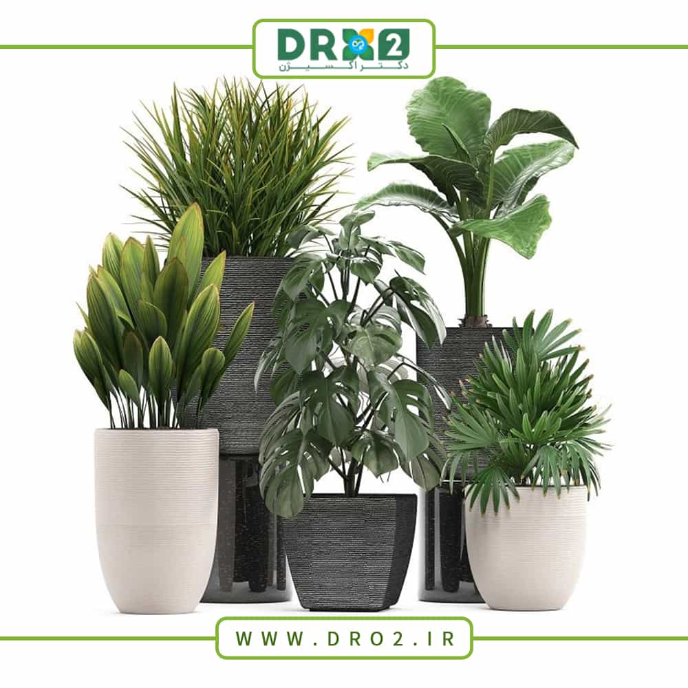 ۱۲ گیاه خانگی مناسب برای آپارتمان_دکتر اکسیژن