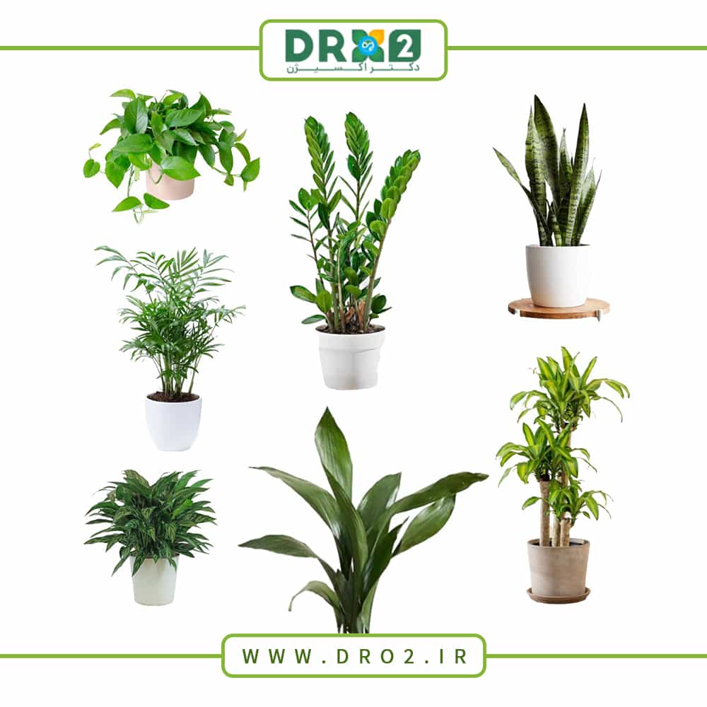 ۱۲ گیاه خانگی مناسب برای آپارتمان_دکتر اکسیژن