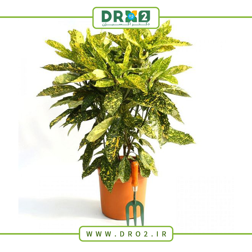 انواع درختچه‌های آپارتمانی_دکتر اکسیژن