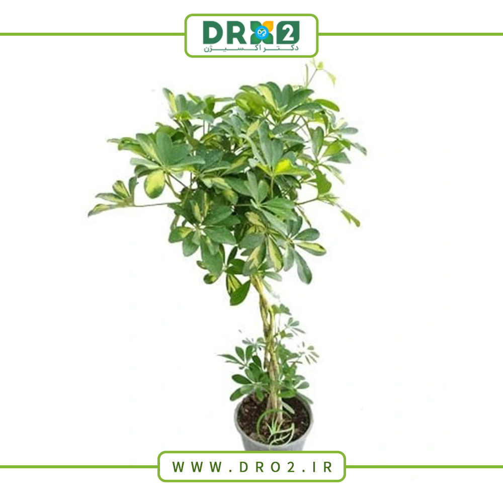 انواع درختچه‌های آپارتمانی_دکتر اکسیژن