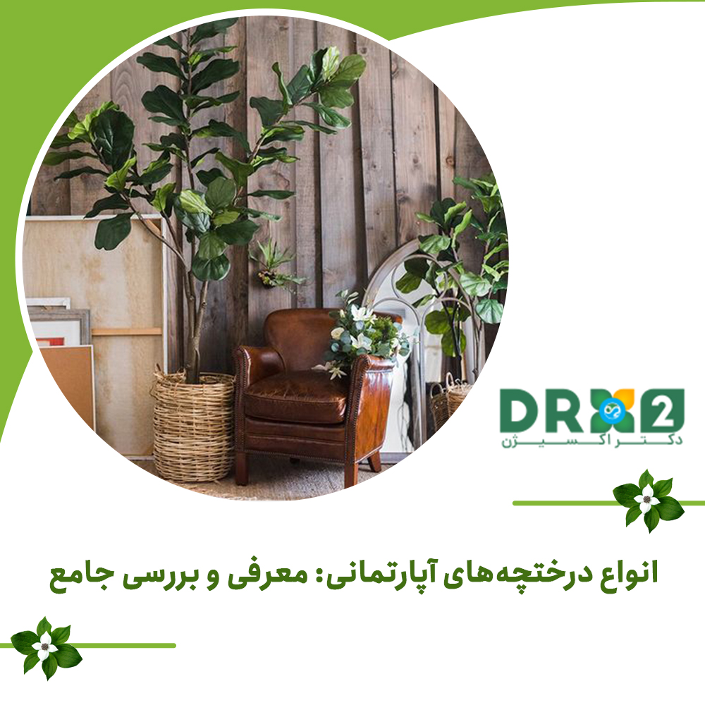 انواع درختچه‌های آپارتمانی