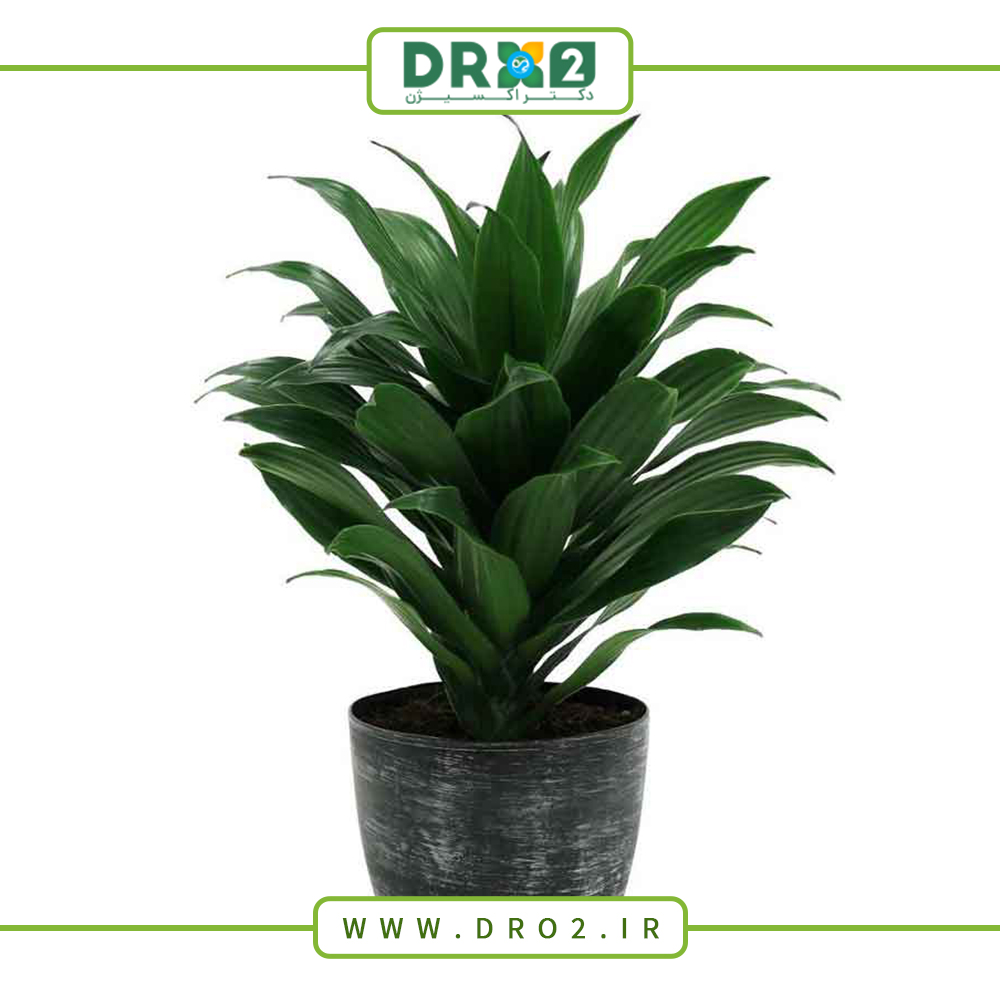 انواع روش تکثیر گل دراسنا_دکتر اکسیژن