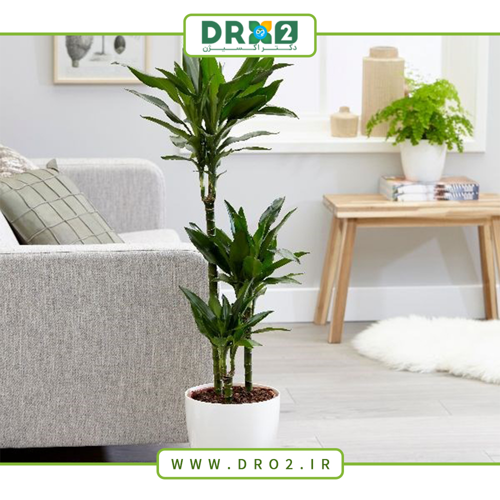 انواع روش تکثیر گل دراسنا_دکتر اکسیژن