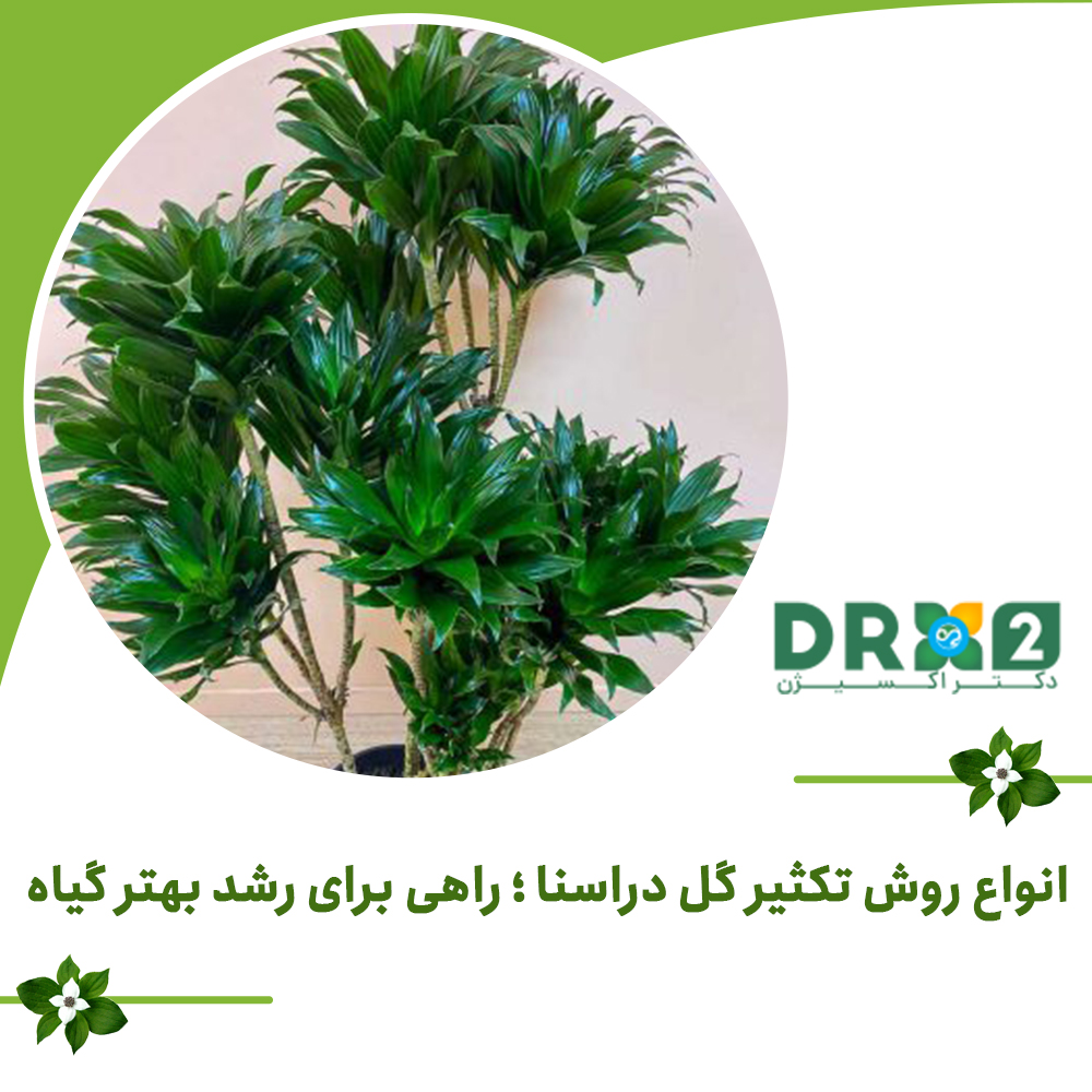 انواع روش تکثیر گل دراسنا