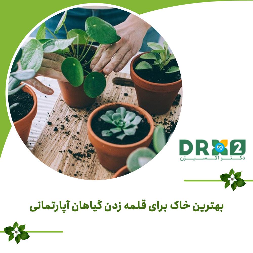 بهترین خاک برای قلمه زدن گیاهان آپارتمانی