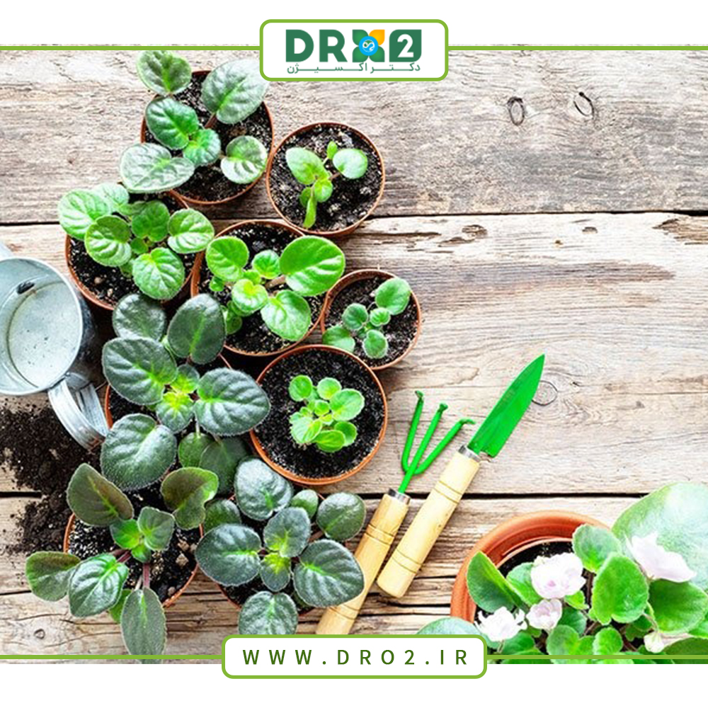 بهترین خاک برای قلمه زدن گیاهان آپارتمانی_دکتر اکسیژن