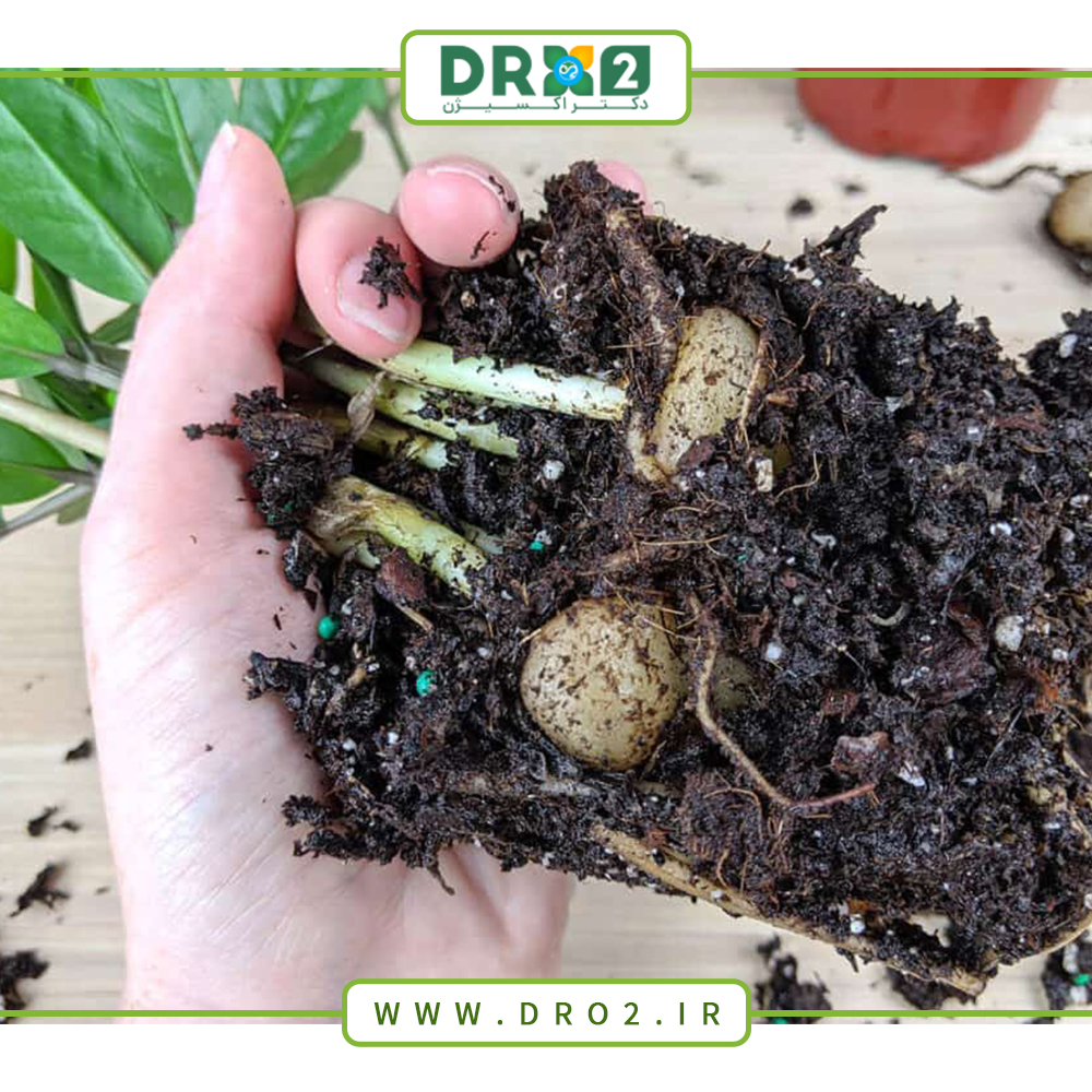 بهترین خاک برای قلمه زدن گیاهان آپارتمانی_دکتر اکسیژن