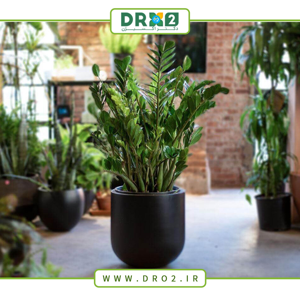 بهترین خاک برای گیاه سانسوریا و زامیفولیا کدام است؟ _دکتر اکسیژن