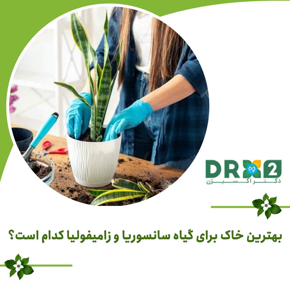 بهترین خاک برای گیاه سانسوریا و زامیفولیا کدام است؟