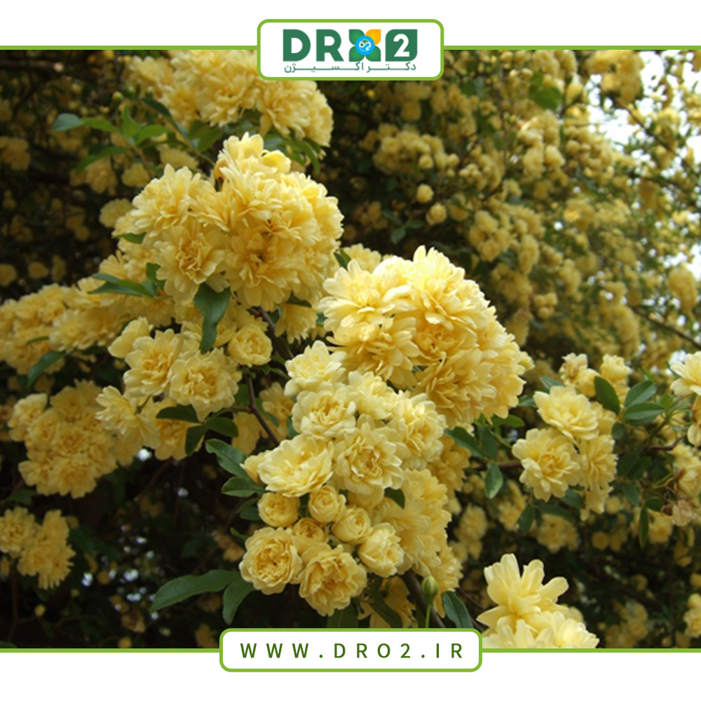 بهترین روش برای نگهداری و کاشت گیاه آبشار طلایی_دکتر اکسیژن