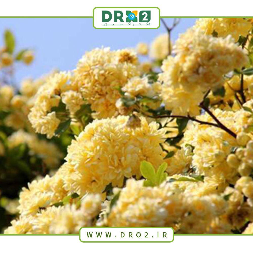 بهترین روش برای نگهداری و کاشت گیاه آبشار طلایی_دکتر اکسیژن