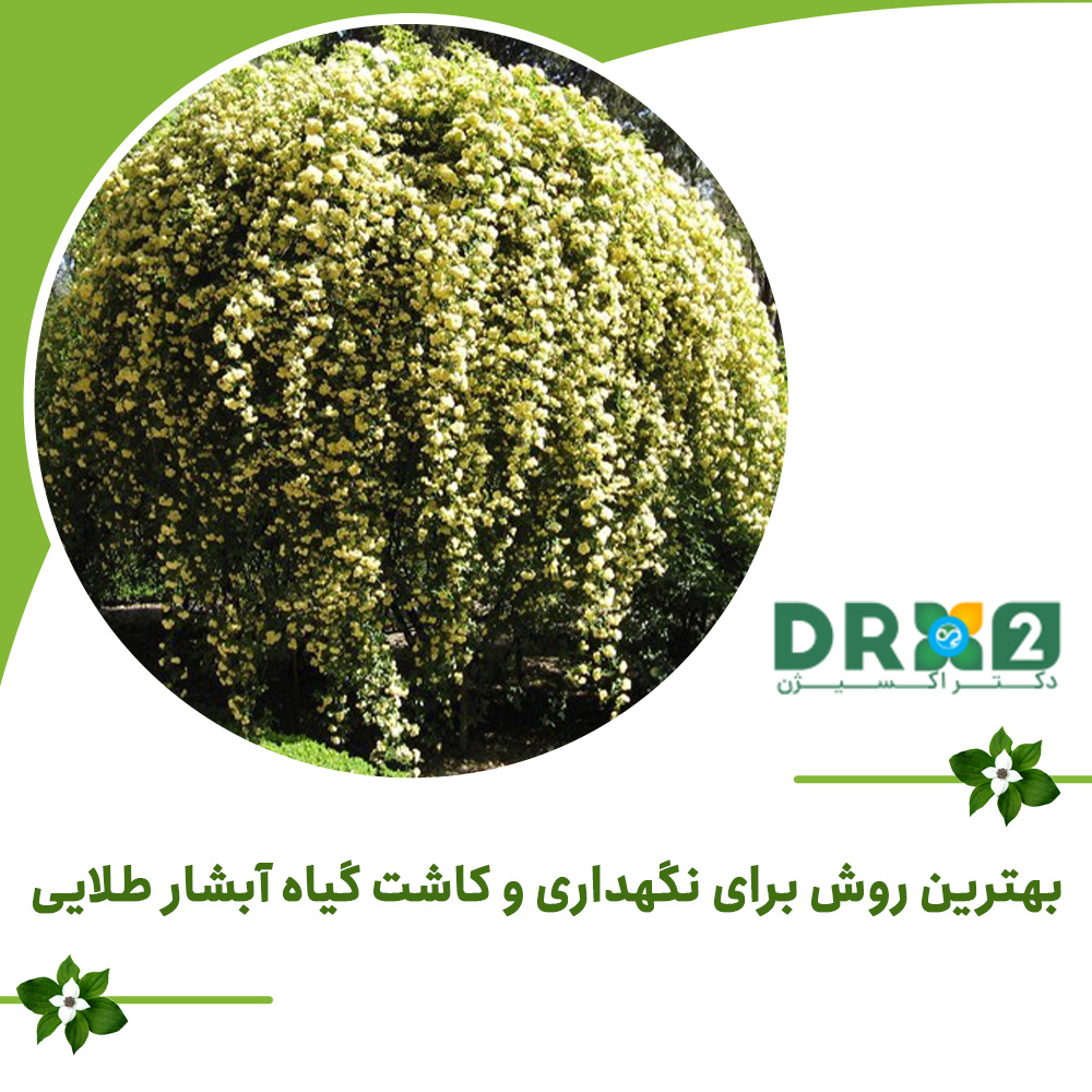 بهترین روش برای نگهداری و کاشت گیاه آبشار طلایی