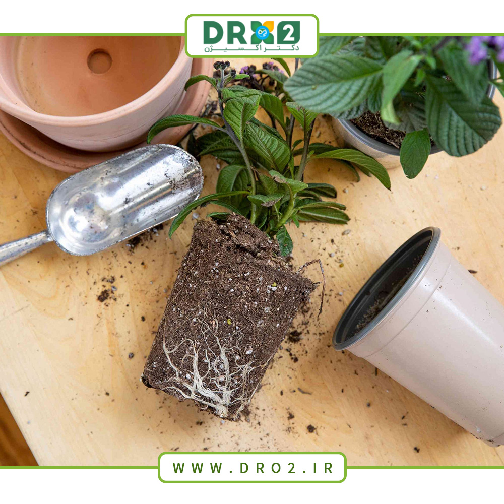 جلوگیری از تنش گیاهی پس از تعویض گلدان_دکتر اکسیژن