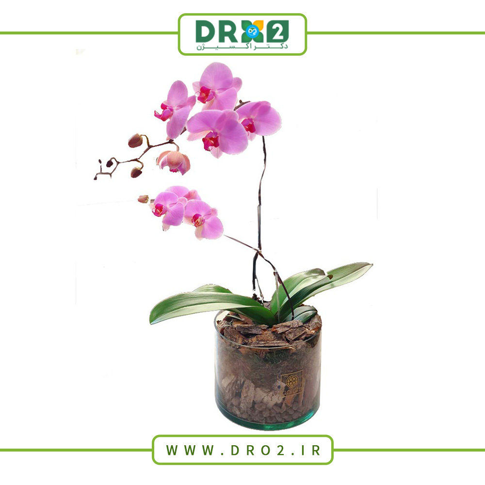 جلوگیری از تنش گیاهی پس از تعویض گلدان_دکتر اکسیژن