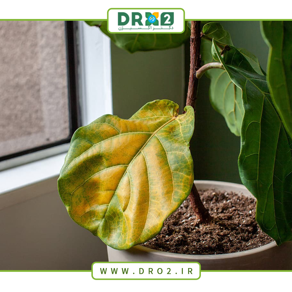 روش‌های درمان انواع بیماری‌های گیاهان در منزل_دکتر اکسیژن