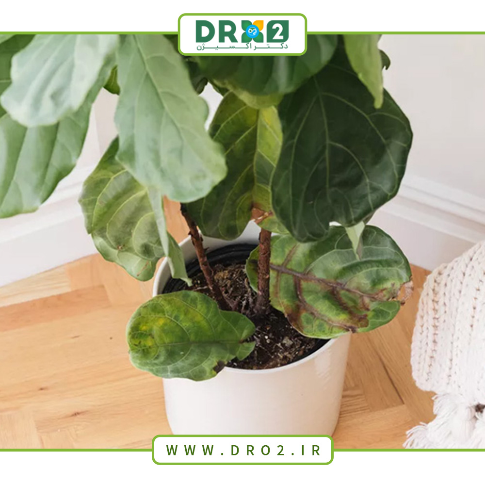 روش‌های درمان انواع بیماری‌های گیاهان در منزل_دکتر اکسیژن