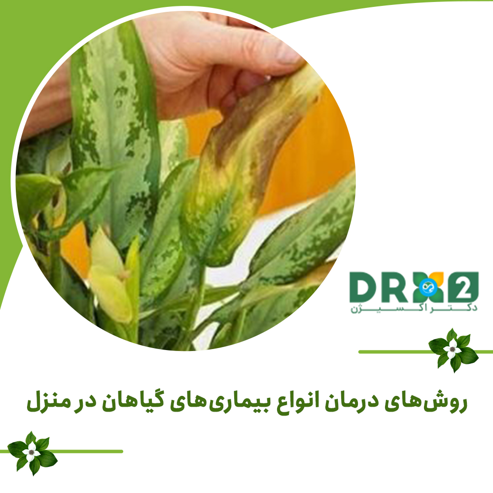 روش‌های درمان انواع بیماری‌های گیاهان در منزل