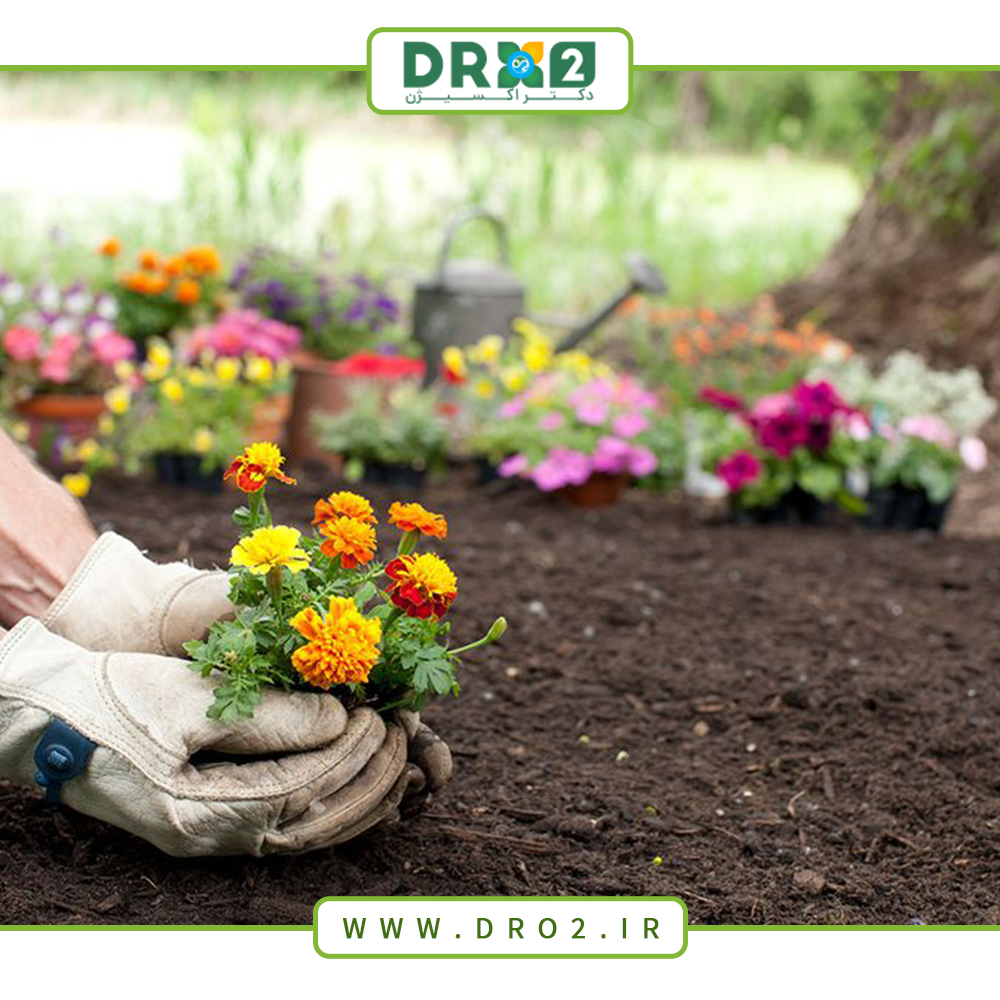 شناخت انواع گل های فصلی برای کاشت در پاییز_دکتر اکسیژن