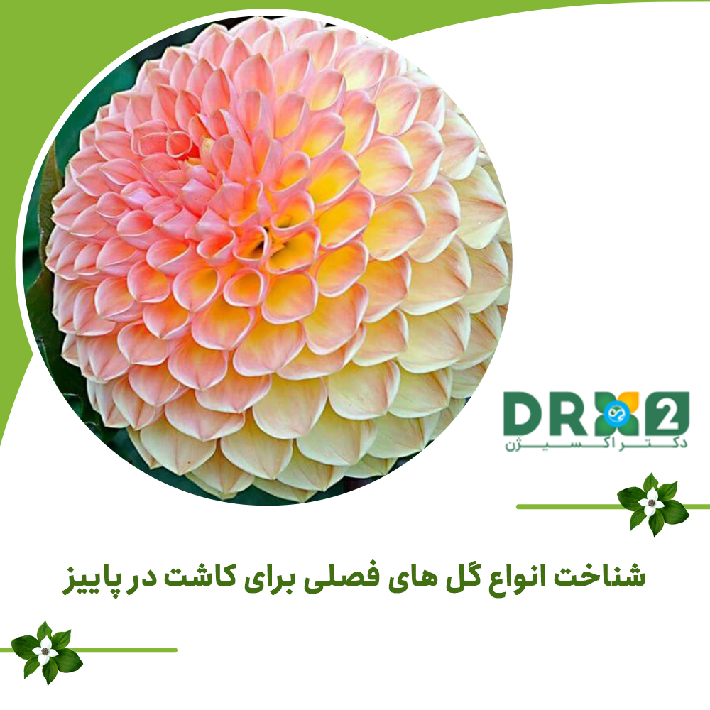 شناخت انواع گل های فصلی برای کاشت در پاییز