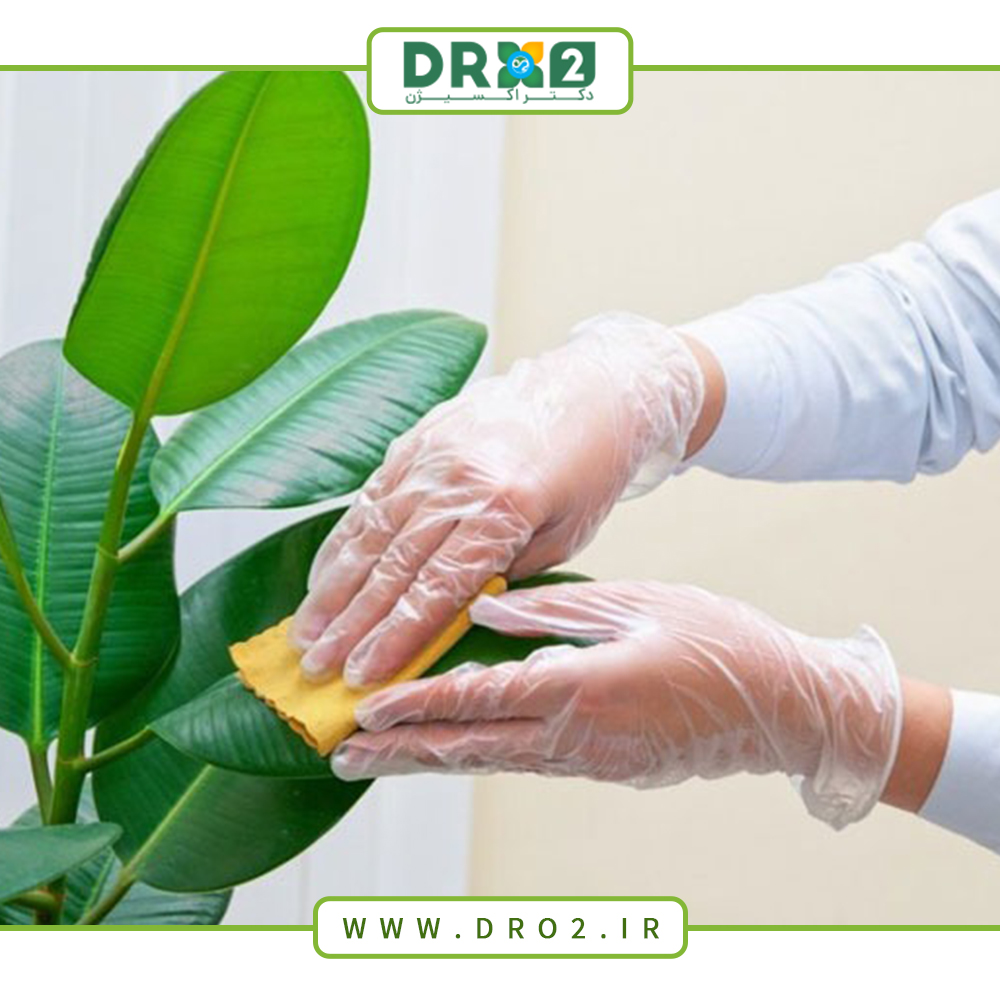 چگونه برگ گیاهان آپارتمانی را تمیز کنیم؟_دکتر اکسیژن
