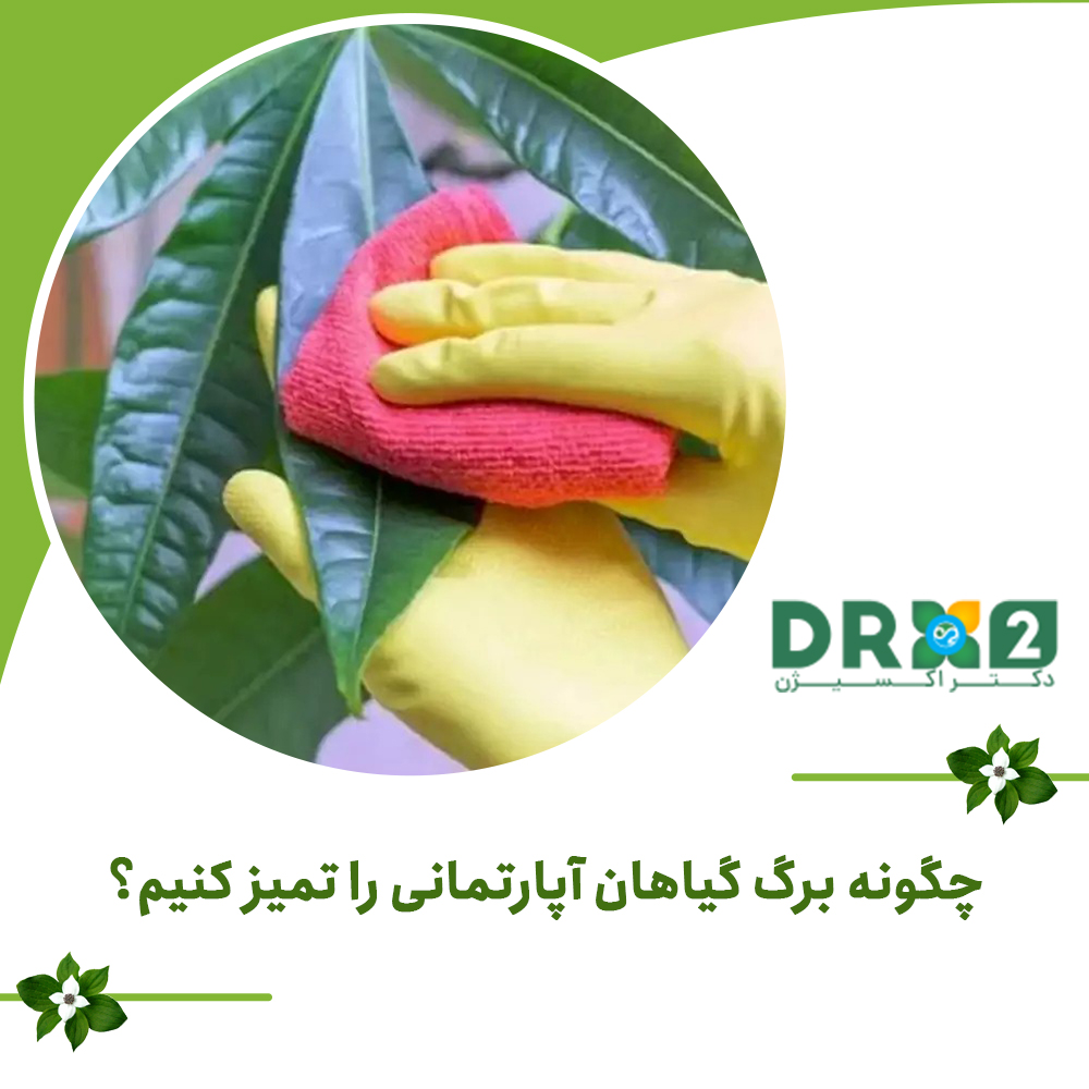چگونه برگ گیاهان آپارتمانی را تمیز کنیم؟