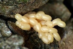 کرم خراط_دکتر اکسیژن