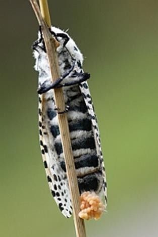 کرم خراط_دکتر اکسیژن