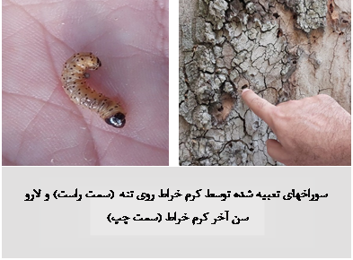 مبارزه با کرم خراط_دکتر اکسیژن