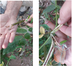 مبارزه با کرم خراط_دکتر اکسیژن