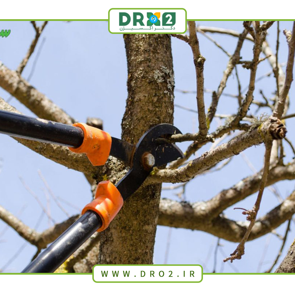 انواع هرس در فصل پاییز کدامند؟ ؛ صفر تا صد هرس مناسب_دکتر اکسیژن