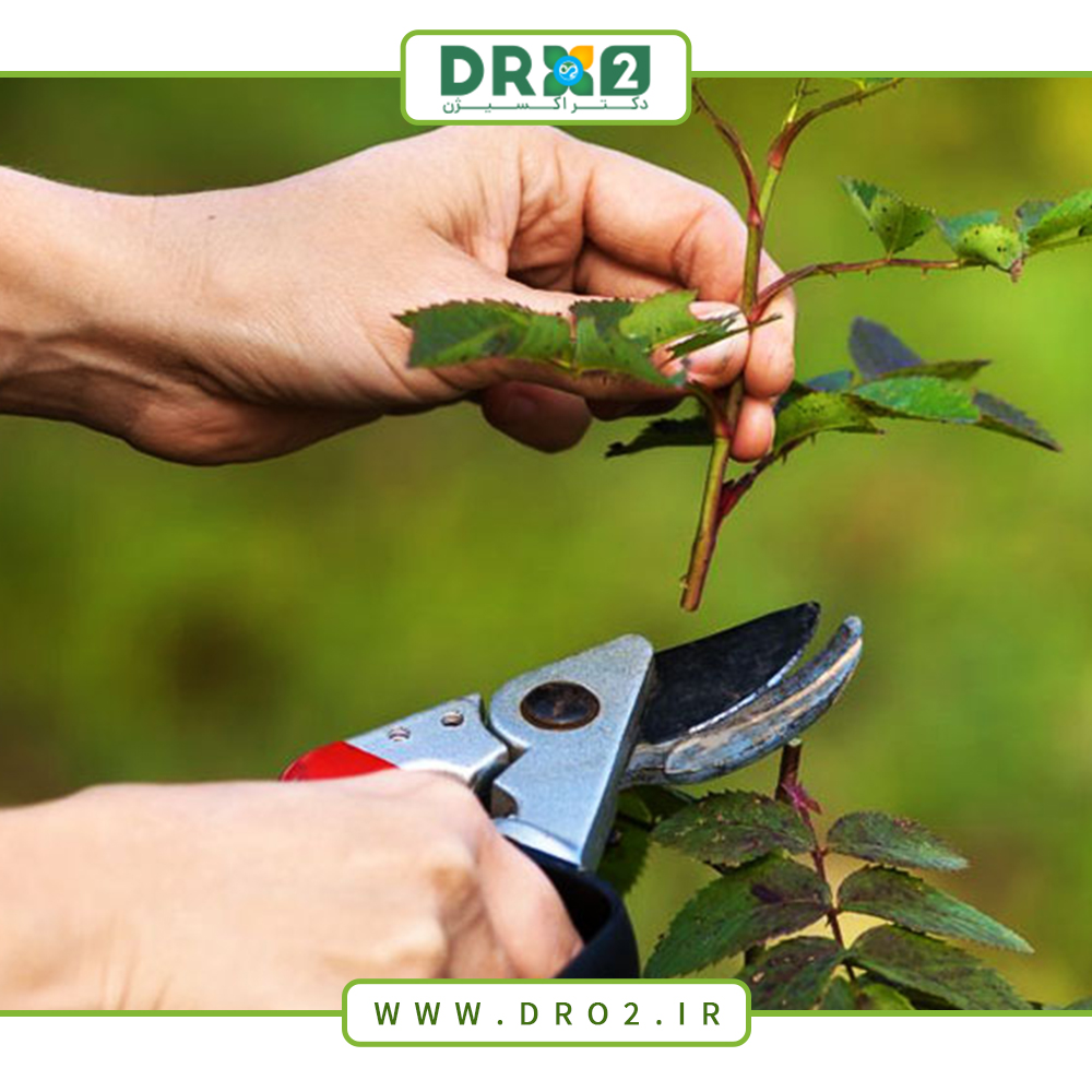 انواع هرس در فصل پاییز کدامند؟ ؛ صفر تا صد هرس مناسب_دکتر اکسیژن