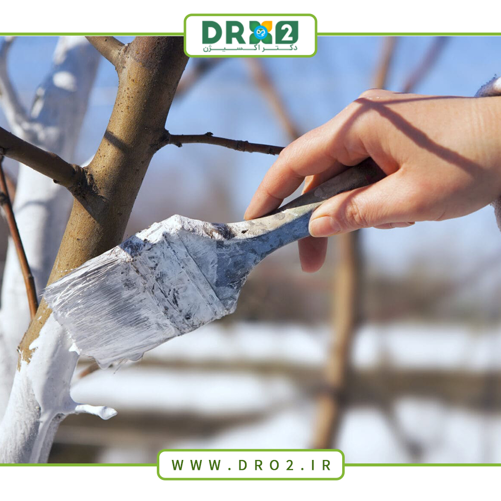 خواص رنگ تنه درختان؛ چرا باید تنه درختان را رنگ کنیم؟_دکتر اکسیژن