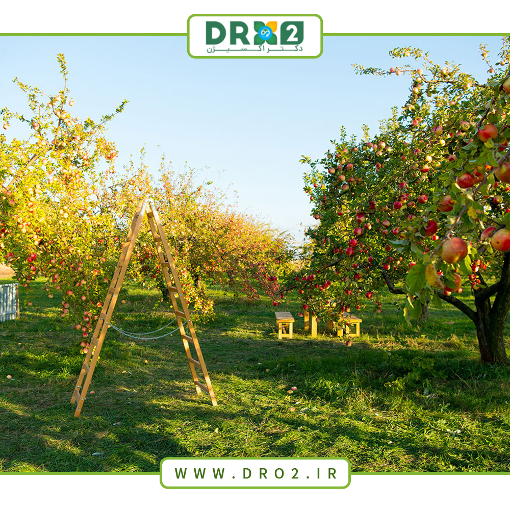 نکاتی برای تقویت درختان بیمار و اقدامات لازم برای آن_دکتر اکسیژن