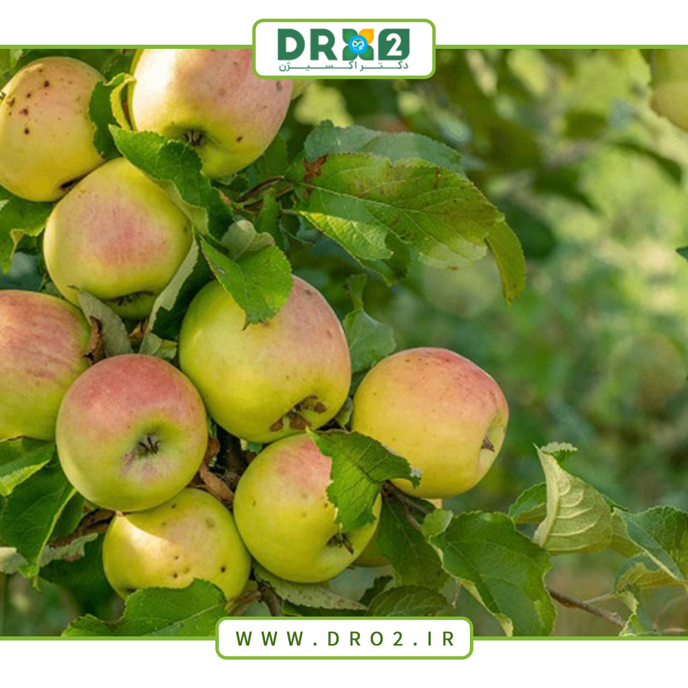 نکاتی برای تقویت درختان بیمار و اقدامات لازم برای آن_دکتر اکسیژن