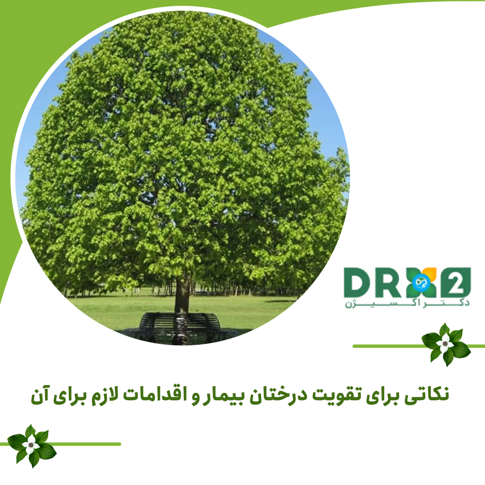 نکاتی برای تقویت درختان بیمار و اقدامات لازم برای آن