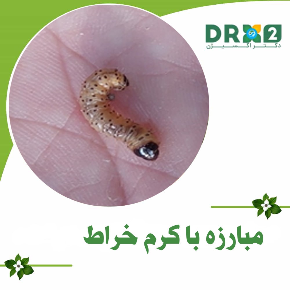 مبارزه با کرم خراط (پروانه فری)