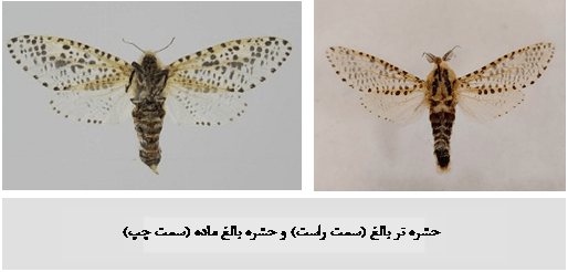 مبارزه با کرم خراط_دکتر اکسیژن