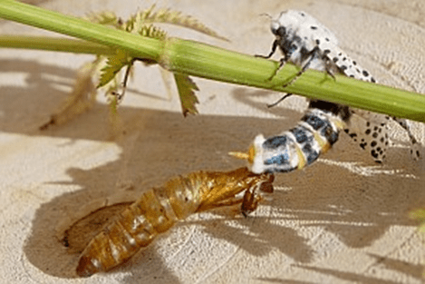 مبارزه با کرم خراط_دکتر اکسیژن