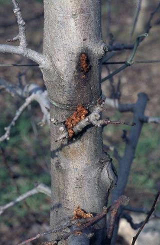 کرم خراط_دکتر اکسیژن