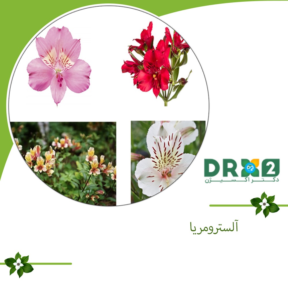 آلسترومریا