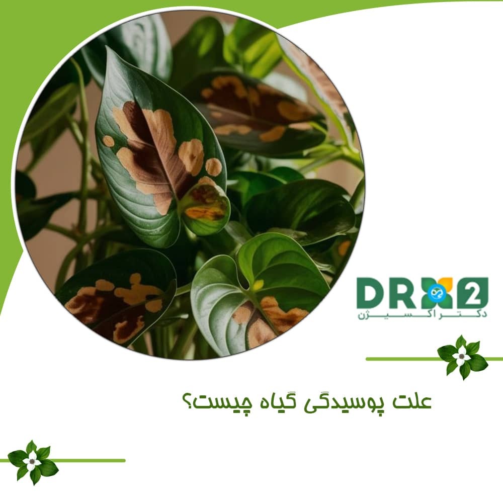 علت پوسیدگی گیاه چیست