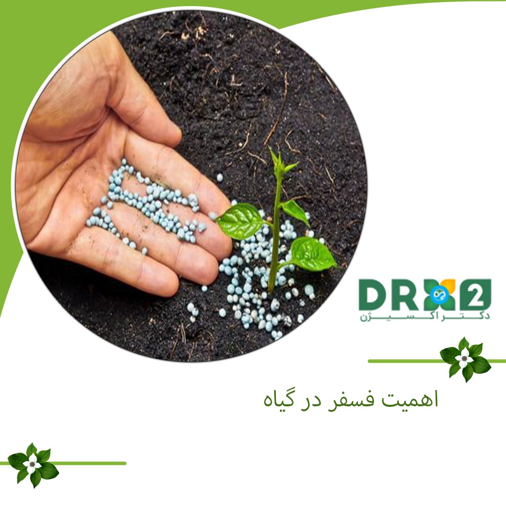 اهمیت فسفر در گیاه