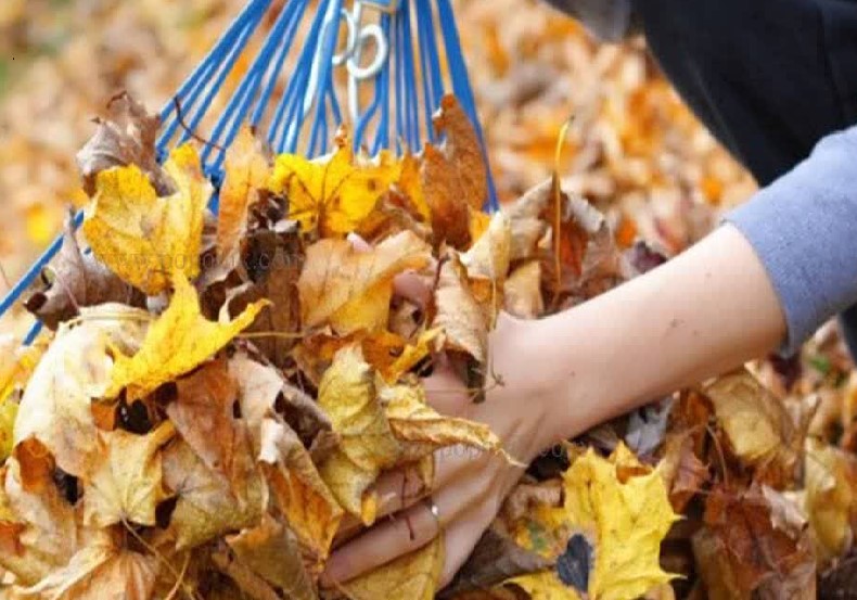 اقداماتی که در پاییز باید برای باغ انجام داد_دکتر اکسیژن