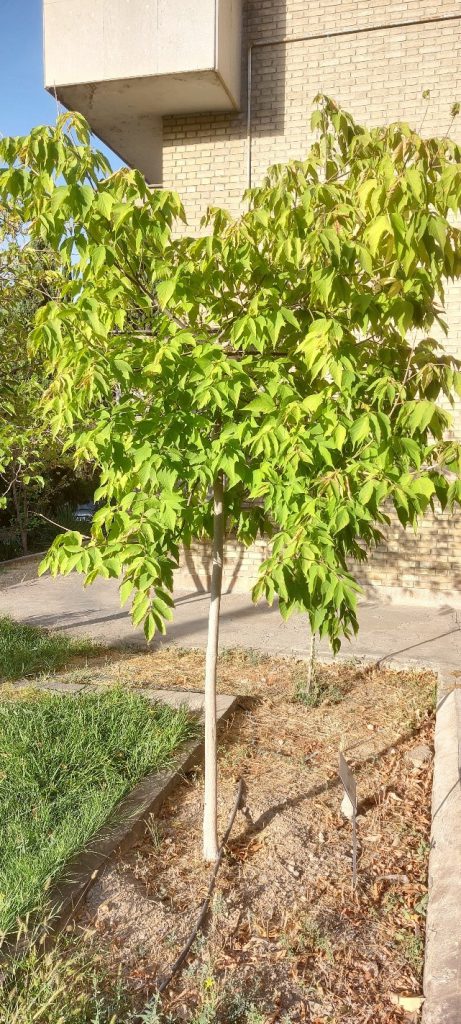 اقداماتی که در پاییز باید برای باغ انجام داد_دکتر اکسیژن