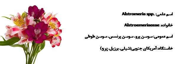 آلسترومریا_دکتر اکسیژن