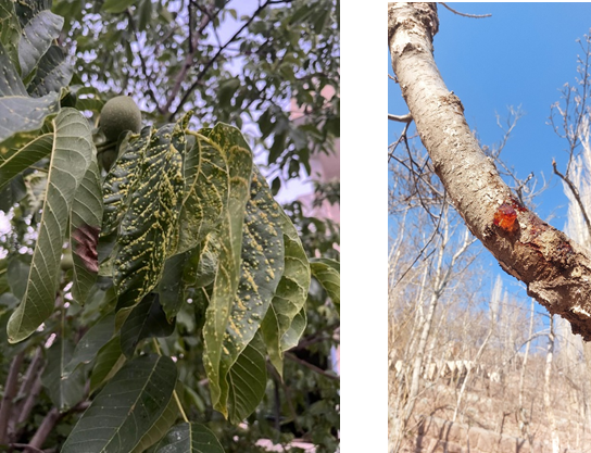 اقداماتی که در پاییز باید برای باغ انجام داد_دکتر اکسیژن