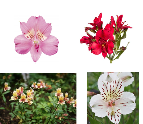 آلسترومریا_دکتر اکسیژن