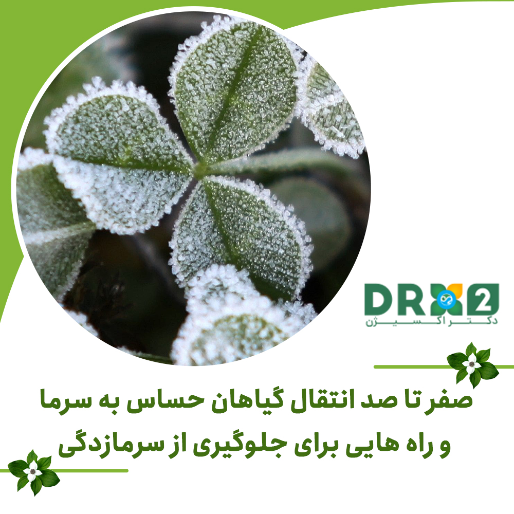 صفر تا صد انتقال گیاهان حساس به سرما و راه هایی برای جلوگیری از سرمازدگی