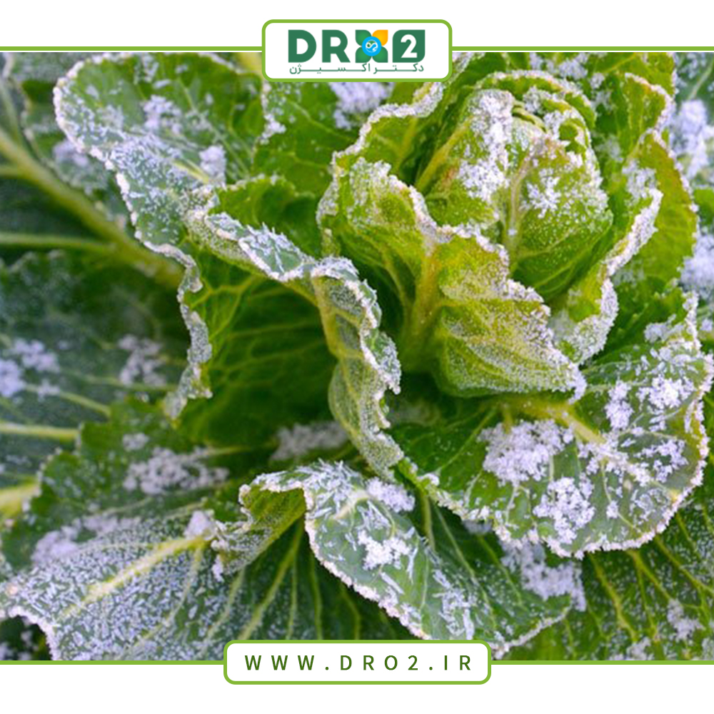 صفر تا صد انتقال گیاهان حساس به سرما و راه هایی برای جلوگیری از سرمازدگی_دکتر اکسیژن